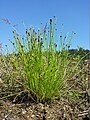 Eleocharis soloniensis