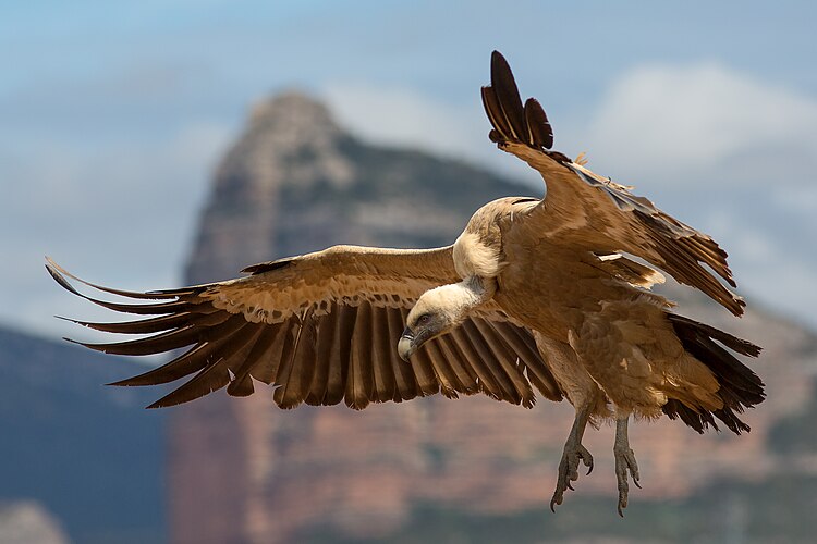 Белоголовый сип (Gyps fulvus)