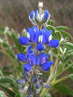 (Lupinus micranthus)