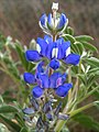 Lupinen (Lupinus micranthus)