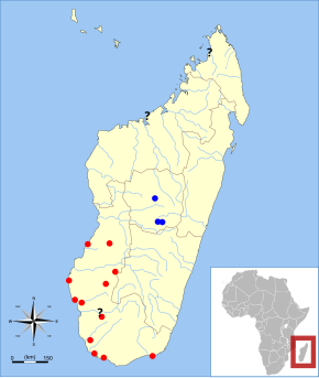 Description de l'image Pachylemur range.svg.