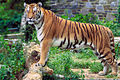 Image 37Bengal Tiger, the national animal of Bangladesh, is a subspecies of tiger primarily found in Indian subcontinent. In the Sunderbans, a 2004 census found the presence of about 280 Tigers on the India side & 500 tigers on the Bangladesh side. Photo Credit: Hollingsworth, John and Karen, retouched by Zwoenitzer