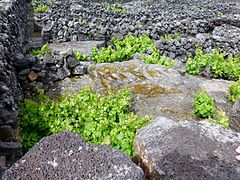 Vines planted on basaltic ground near Madalena, Pico Island, Azores.