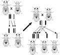 Image 37Thomas Hunt Morgan discovered sex linked inheritance of the white eyed mutation in the fruit fly Drosophila in 1910, implying the gene was on the sex chromosome. (from History of genetics)