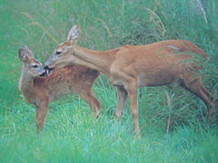 Chevreuil (Capreolus capreolus)