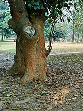 A jackfruit tree