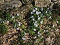 Vinca difformis, Cáceres, Bro-Spagn