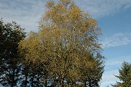 Mesteacăn alb (Betula pubescens)