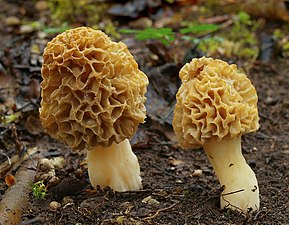 Morchellaceae Morchella esculenta