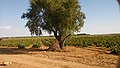 Almendro y viña por "El pilón"