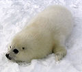 Le pelage blanc du jeune phoque lui vaut l'appellation de blanchon au Canada.