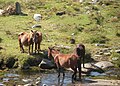 Escena maternal de barbanzóns, serra do Barbanza