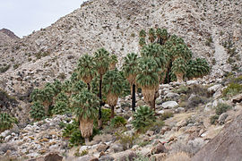 Un groupe de palmier poussant où il y a de l'eau, parc national de Joshua Tree.