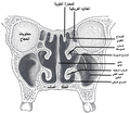 مقطع جبهي في جوفي الأنف.