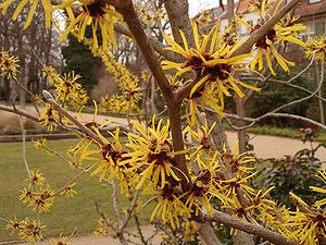 Fleurs d'Hamamelis dans le Fürth City Park (Allemagne).