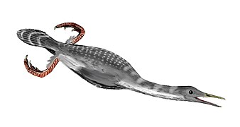 Hesperornis sp. (Hesperornithiformes) †