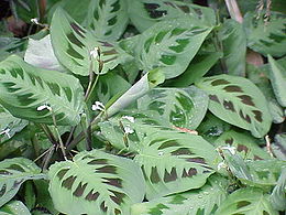 Maranta (Maranta leuconeura)