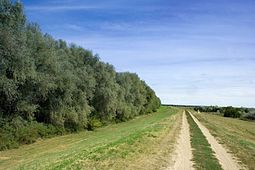 Maros river embankment near Makó