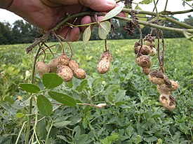 Arachis hypogaea