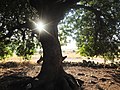 Beneath the shady boughs of a terebinth