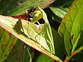 Mantis feeding on a fly (New Zealand)