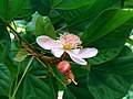 "flowers and foliage"