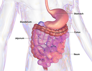 Gastrointestinal system.