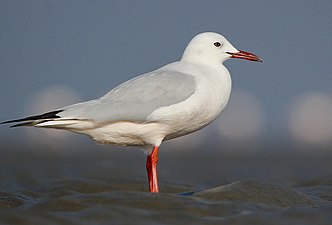 in Breeding plumage, Kutch