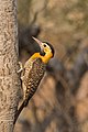 7. Nőstény mezei küllő (Colaptes campestris) (Pantanal, Brazília) (javítás)/(csere)