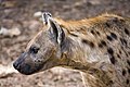 Image 5A Spotted Hyena (Crocuta crocuta) in the Abuko Nature Reserve in The Gambia