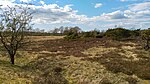 Trockene Heide mit Wacholder