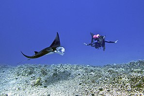 Juvenile M. alfredi with a diver (Kona, Hawaii)