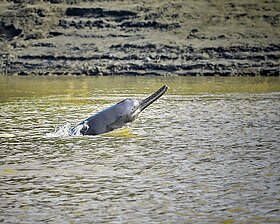 Golfinho-do-Ganges pulando para fora da água.