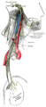 Forløp og distribusjon for nervus glossopharyngeus, nervus vagus og nervus accessorius.