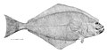 Atlantic halibut, Hippoglossus hippoglossus