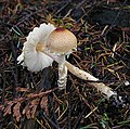 !!Lepiota clypeolaria!!