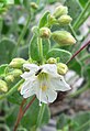 Mirabilis laevis var. villosa