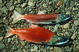 Oncorhynchus nerka