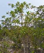 Ploiarium alternifolium.