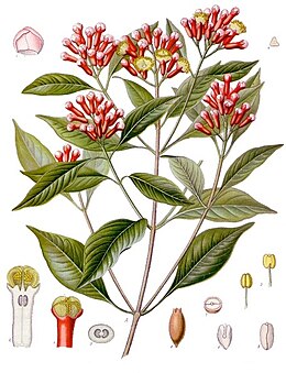Kvapnusis gvazdikmedis (Syzygium aromaticum)