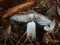 !!Tricholoma sciodes!!