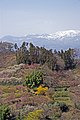 花見山公園と吾妻小富士の雪うさぎ（2010/04/07）