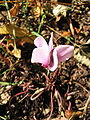 Cyclamen hederifolium