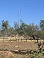 Oppenheimer-Mast für eine Leitung. Freilichtmuseum Old Telegraph Station, Alice Springs