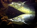 Image 11Arapaima gigas (from Agriculture in Guyana)