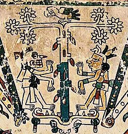 A cacao tree in the Aztec Codex Fejérváry-Mayer