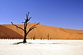 Dead Vlei.