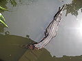 false gharial