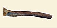 Femur from the Ust'-Ishim man