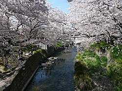 Gojō-gawa river and cherry blossoms